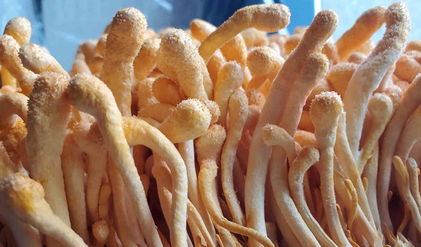 Add a turbo to your cardio with Cordycep mushrooms